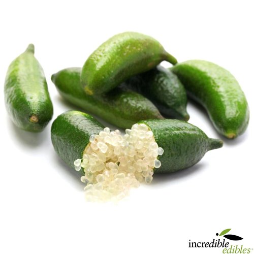 Citrus| Finger Limes Growing Guide