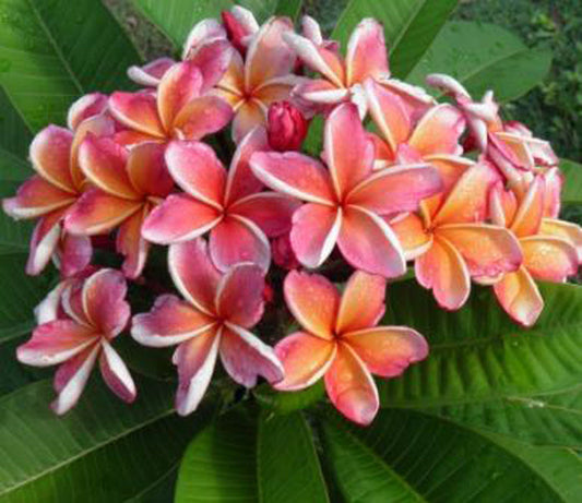 Frangipani 'Penang Peach' | A Growing Guide