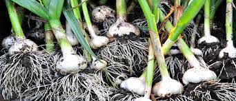 Garlic | A NZ Growing Guide