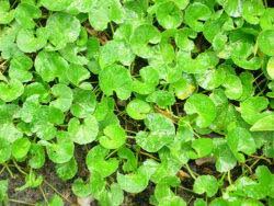 Gotu Kola | Growing Centella asiatica in New Zealand