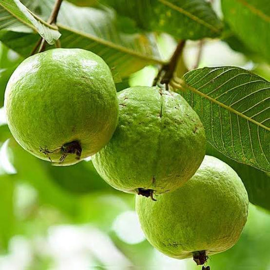 Guava | Guide to Growing in NZ
