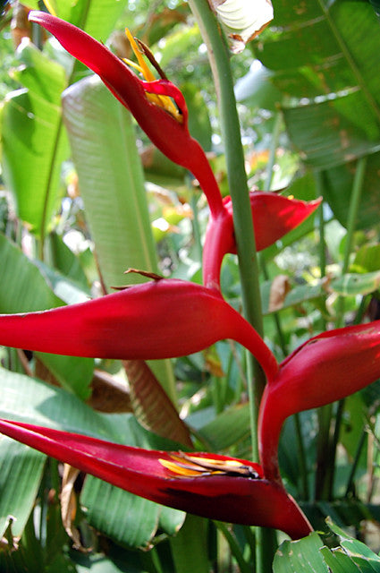 Heliconia | NZ Growing Guide