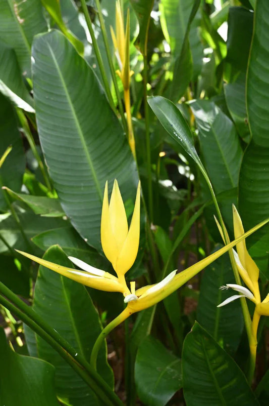 Heliconia | A Guide to the Best Cultivars for Northern NZ