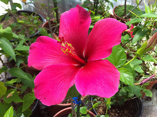 Hibiscus | Your Guide to Growing Stunning Flowers