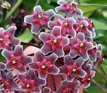 Hoya 'Red Buttons' | Care Guide