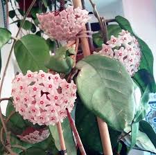 Hoya | NZ Growing Guide