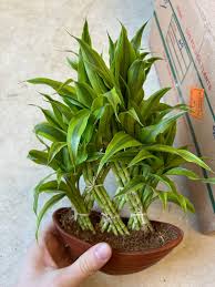 Lucky Bamboo | Your Complete Guide to Care & Style