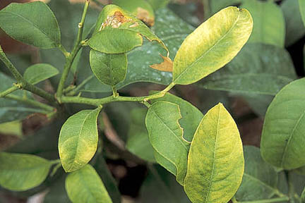 Citrus | Lemon Tree Leaves Turning Yellow?