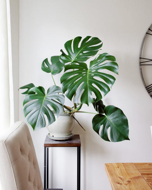 Monstera deliciosa | Ultimate Care Guide
