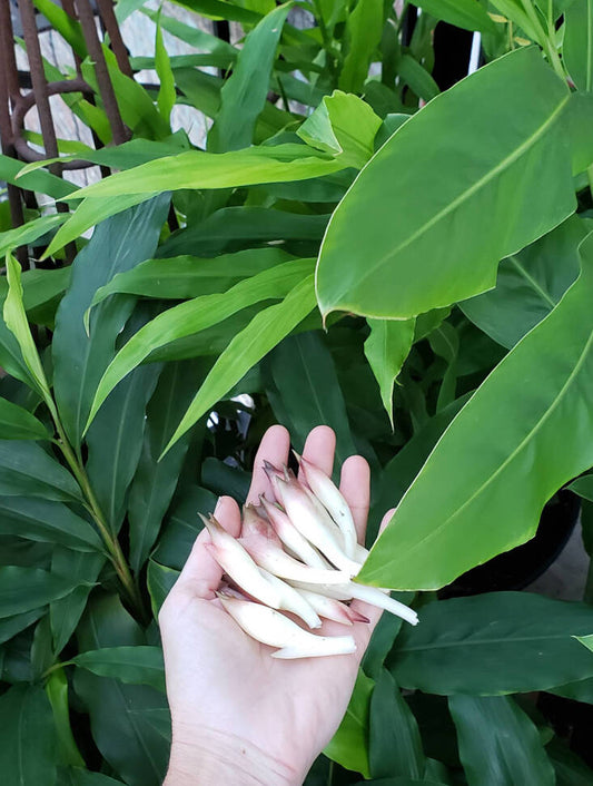Myoga Ginger | A Gardener's Guide