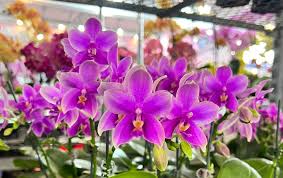 Orchids | Plant Care Guide