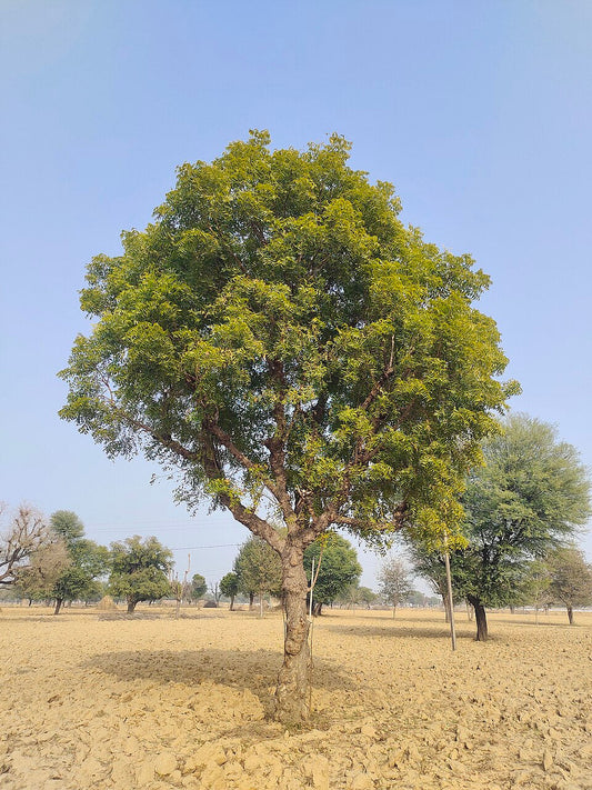 Neem Tree | NZ Gardener's Guide