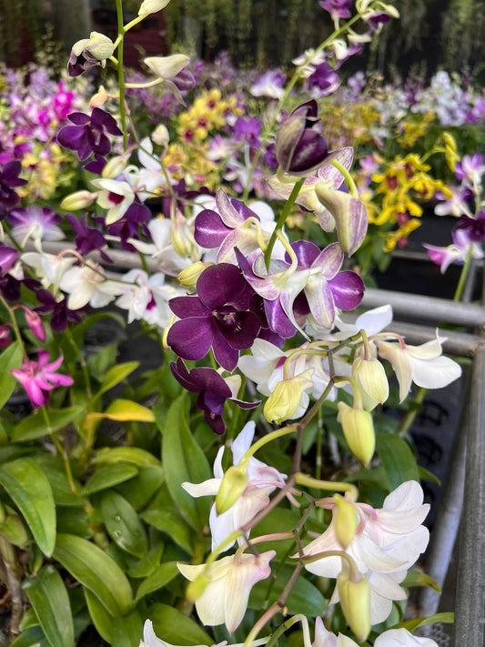 Orchids | An Indoor Care Guide