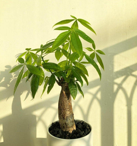 Pachira aquatica | Care for Indoor Money Tree
