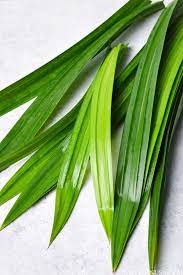 Pandan | Yes, You Can Grow Pandan!