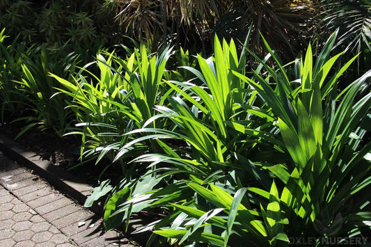 Pandan | A Grower's Guide