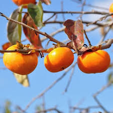 Persimmon | NZ Growing Guide