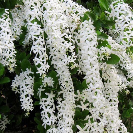 Petraea volubilis 'Snow Stars' | Grow Beautiful White Blooms