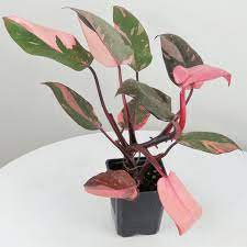 Philodendron | Pink Princess Care Guide