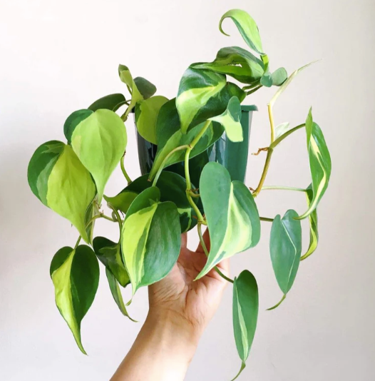 Philodendron | NZ General Guide