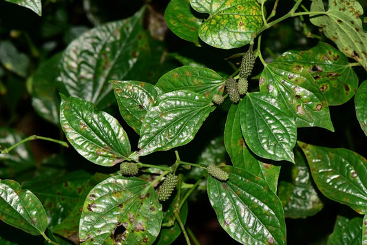 Wild Pepper | Piper sarmentosum (La Lot)