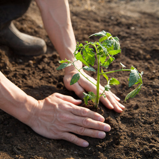 Tomatoes | When to Plant in NZ