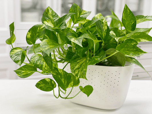 Pothos | Expert Tips & Care