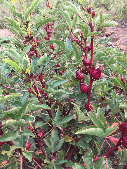 Roselle Hibiscus | A NZ Growing Guide