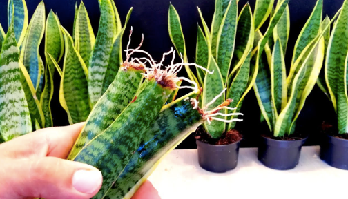 Sansevieria | How to Propagate Snake Plants