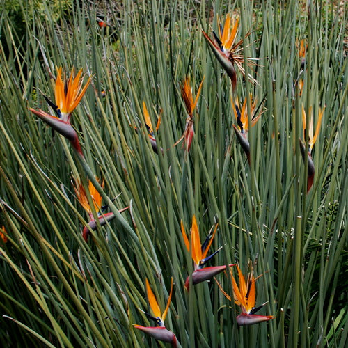 Strelitzia juncea | Growing the 'Leafless' Bird of Paradise