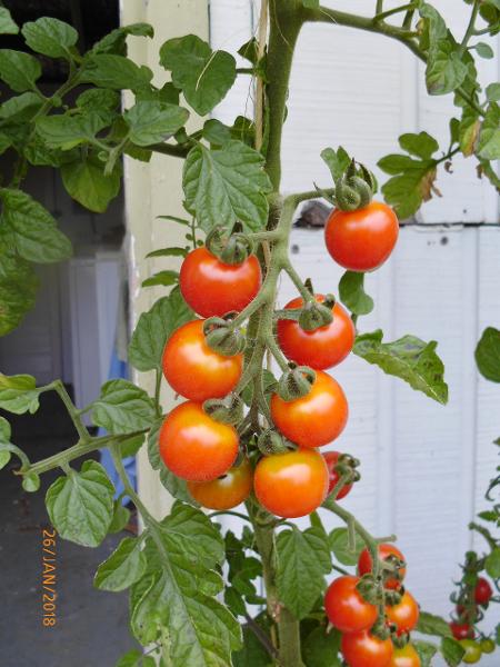 Tomatoes | Grow 'em Like a Pro