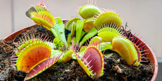 Venus Fly Traps (Dionaea muscipula) Growing Instructions