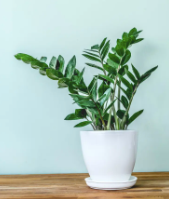 ZZ Plant | Care for Zanzibar Gem