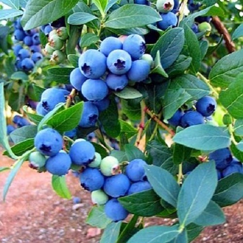 Blueberries | A Practical NZ Growing Guide