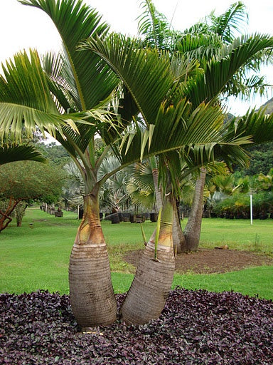 Bottle Palm | Complete Guide