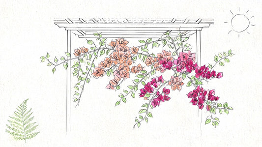 Bougainvillea Killie Campbell: A NZ Growing Guide