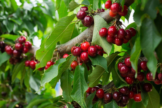Cherry Trees | A NZ Growing Guide