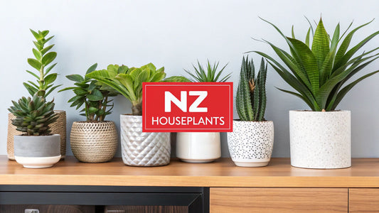 7 Sources for Great Indoor Houseplants in NZ (2025 Guide)