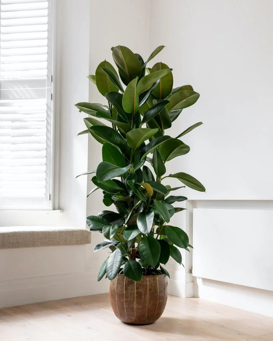 Ficus elastica | How to Grow a Rubber Plant