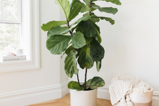 Ficus lyrata | Fiddle Leaf Fig Care