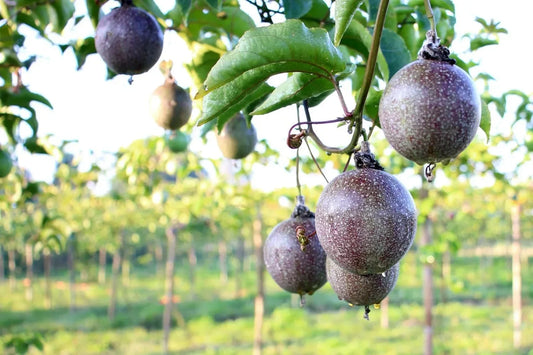 Passionfruit | Your Guide to a Bumper Harvest