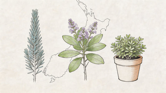 Hebe Plant NZ: Grow Stunning Varieties