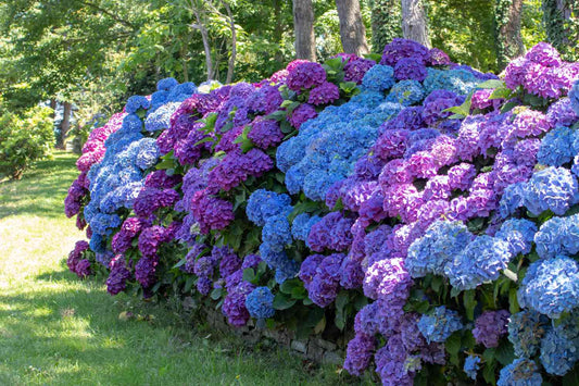 Hydrangeas | Expert Pruning Tips