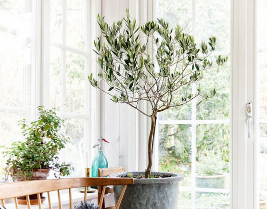 Olives | Grow an Indoor Olive Tree