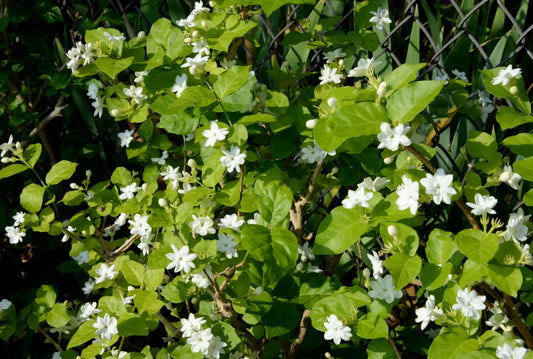 Jasmine sambac | Arabian Jasmine: NZ Gardener's Guide