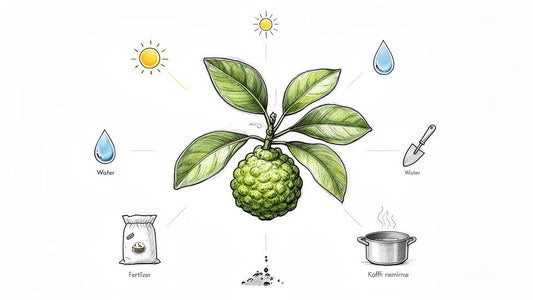 Kaffir Lime Citrus Hystrix: Grow and Care Guide for New Zealand