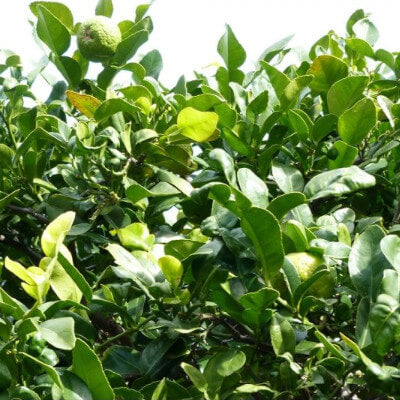 Citrus | Kaffir Lime Care & Growing Guide