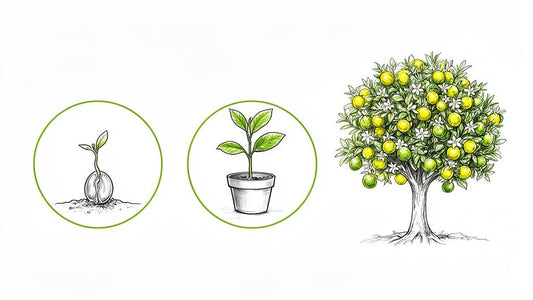 Guide to Growing Key Limes / Mexican Limes