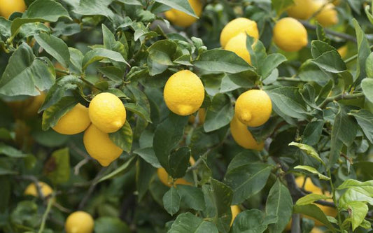 Citrus | Everyone Should Grow Their Own Lemons in NZ