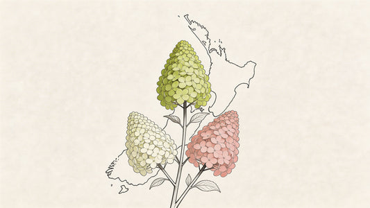 Limelight Hydrangea NZ: Stunning Blooms Await